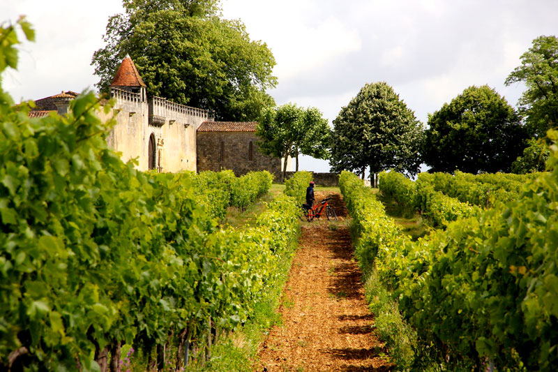 Vélo dans les vignes